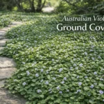 Australian violet ground cover forming a dense carpet with small purple flowers in a shaded garden