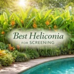 best heliconia for screening forming a dense tropical garden privacy hedge