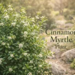 Cinnamon myrtle plant Backhousia myrtifolia growing in a garden with aromatic leaves