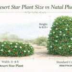 Size comparison infographic showing desert star plant height and width compared to larger natal plum shrubs.