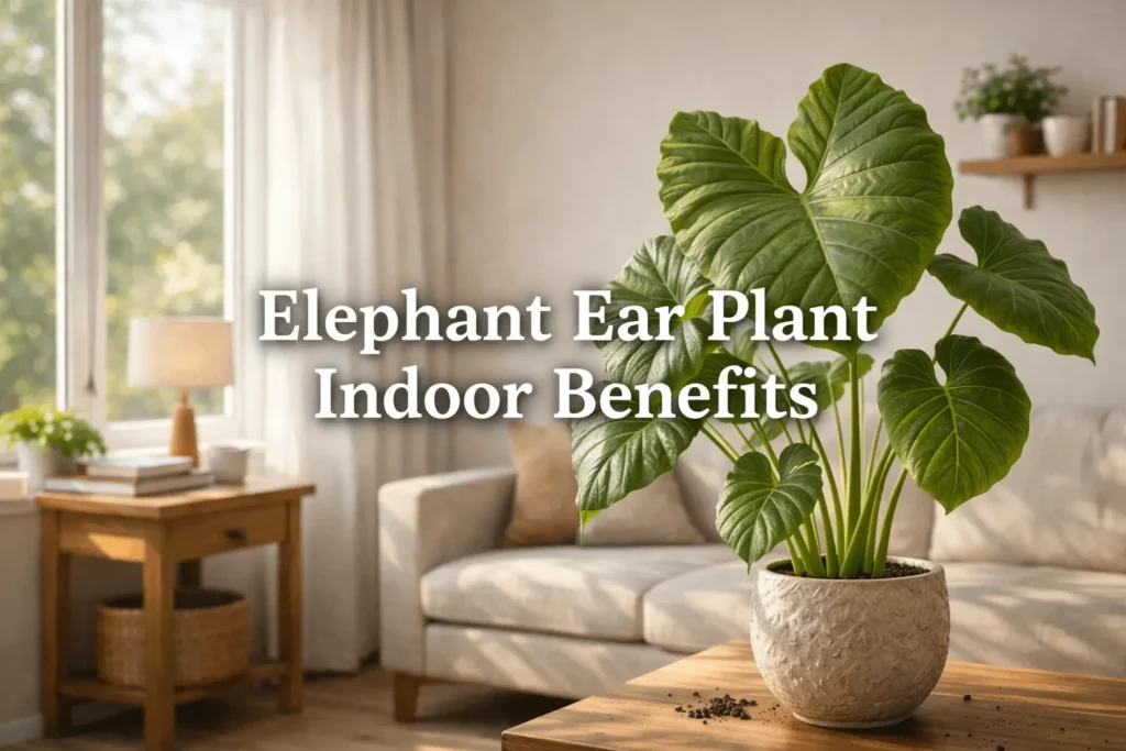 elephant ear plant indoor benefits tropical houseplant with large leaves in modern living room