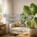 elephant ear plant indoor benefits tropical houseplant with large leaves in modern living room