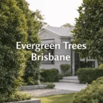 Evergreen trees Brisbane garden with year-round greenery and modern landscaping