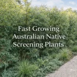 Fast growing Australian native screening plants forming a dense privacy hedge along a garden fence