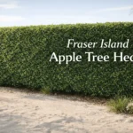 Fraser Island apple tree hedge (Acronychia imperforata) forming a dense evergreen privacy hedge in a coastal garden landscape.