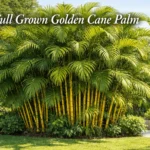 Full grown golden cane palm tree with tall clumping stems and lush tropical fronds in a garden landscape