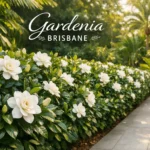 Gardenia Brisbane hedge with fragrant white flowers in a subtropical garden landscape