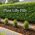 how far apart to plant lilly pilly hedge spacing guide