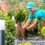 Large Ferns & Big-Leaf Plants: The Real Indoor Jungle Guide