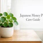 Japanese money plant care guide banner showing Pilea peperomioides with round coin-shaped leaves in a bright indoor setting