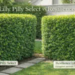 Lilly pilly select vs resilience hedge comparison showing dense Australian native hedging plants.