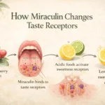 Infographic showing how miraculin from miracle fruit binds to taste receptors and makes sour foods taste sweet.