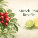 Miracle fruit benefits banner showing miracle berries Synsepalum dulcificum with lemons demonstrating taste transformation.