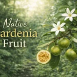 Native gardenia fruit growing on Randia fitzalanii tree in Australian rainforest