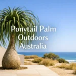 Ponytail palm outdoors Australia in sunny garden with large trunk and green leaves