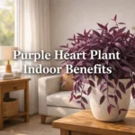 purple heart plant indoor benefits Tradescantia pallida houseplant in bright indoor space