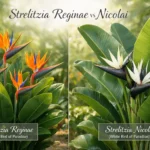 Strelitzia reginae vs nicolai comparison showing orange bird of paradise and white bird of paradise plants side by side
