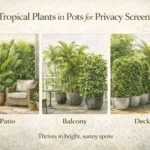 tropical potted plants used as patio and balcony privacy screens