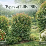 Types of lilly pilly plants including hedge shrubs and tall trees used for garden landscaping