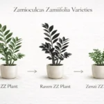 Infographic comparing ZZ plant varieties including Raven ZZ plant and Zenzi cultivar