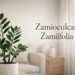 Zamioculcas zamiifolia ZZ plant with glossy leaves growing indoors in a modern living room