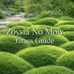 Zoysia no mow grass ornamental lawn with soft mound-like Korean velvet grass groundcover